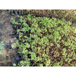 combo cây đinh lăng 10 cây