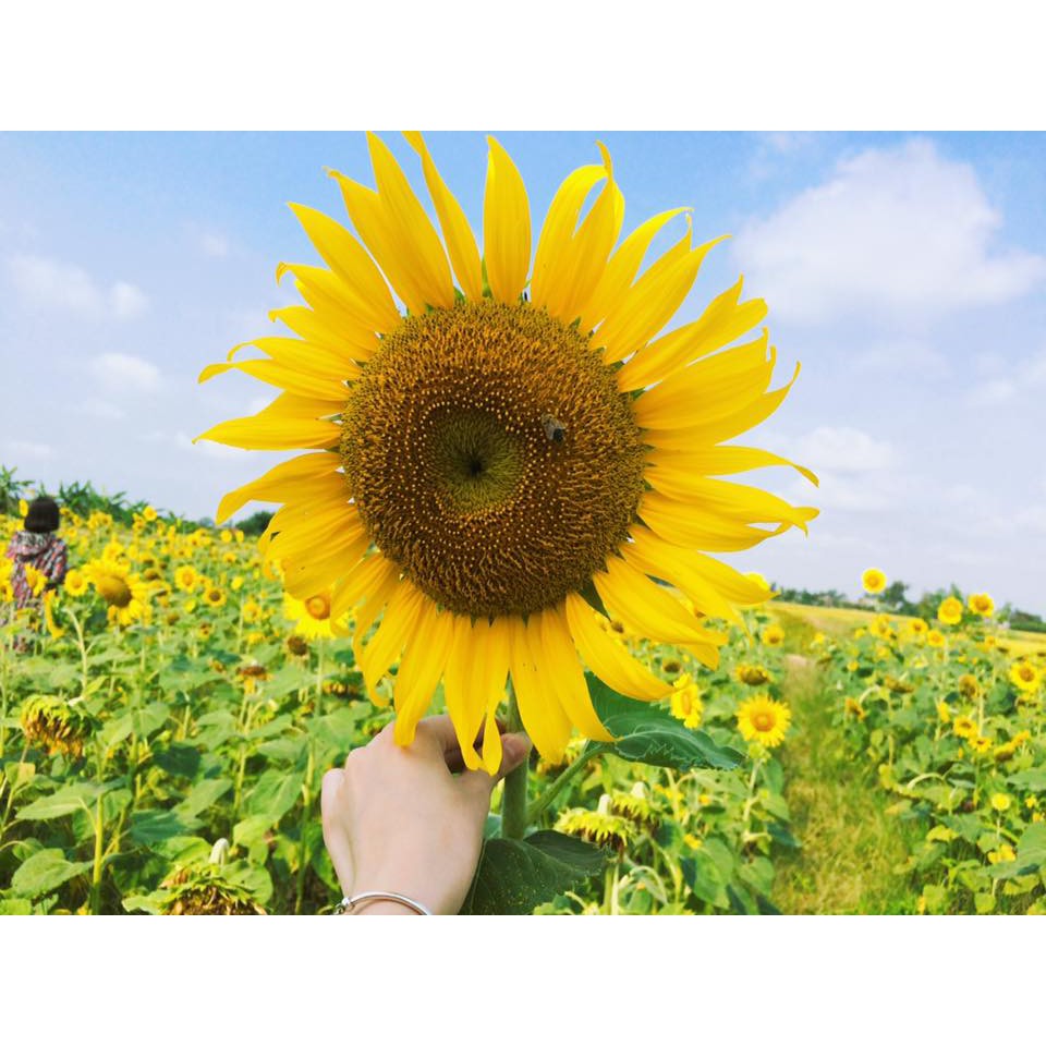 (Ảnh Thật Hình Số 2) Chiết Xuất Hạt Hướng Dương Thực Phẩm Chống Tắc Tia Sữa Sunflower Lecithin - 200