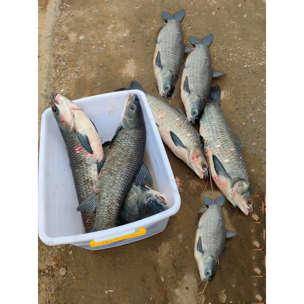 Lưỡi Câu Cá Tam 15 Săn Hàng. Loại Tốt. Lưỡi câu lục, lưỡi câu chạm, lưỡi tam, lưỡi tứ