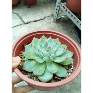 Sen đá bánh bao lửa size 12cm