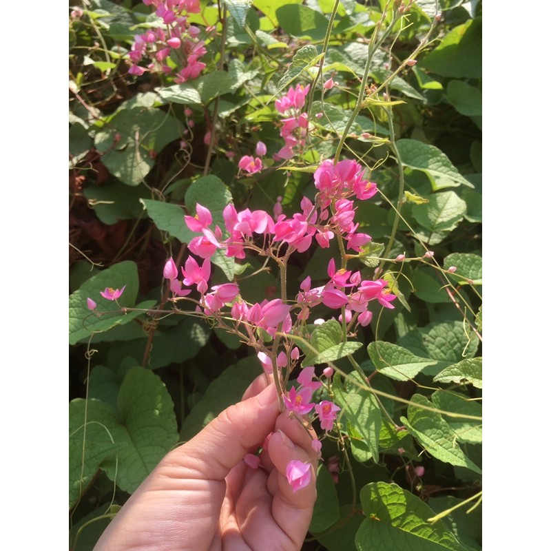 Hoa tigon bầu đất không chậu