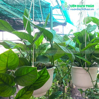 Cây trầu bà hạnh phúc LỚN 0.6-0.8m (Monstera Peru)
