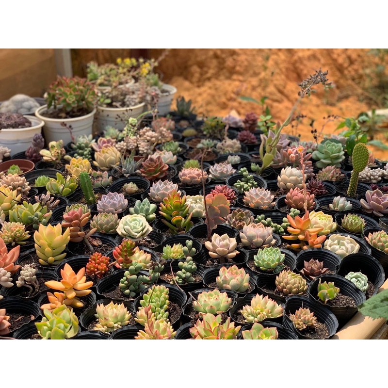 Sen đá Đà Lạt. Size 8-10cm