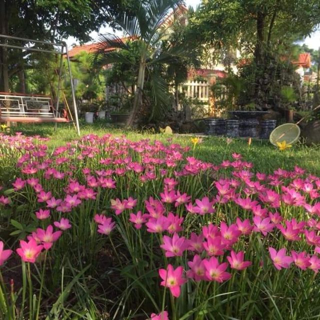 20 củ huệ mưa hồng siêu đẹp