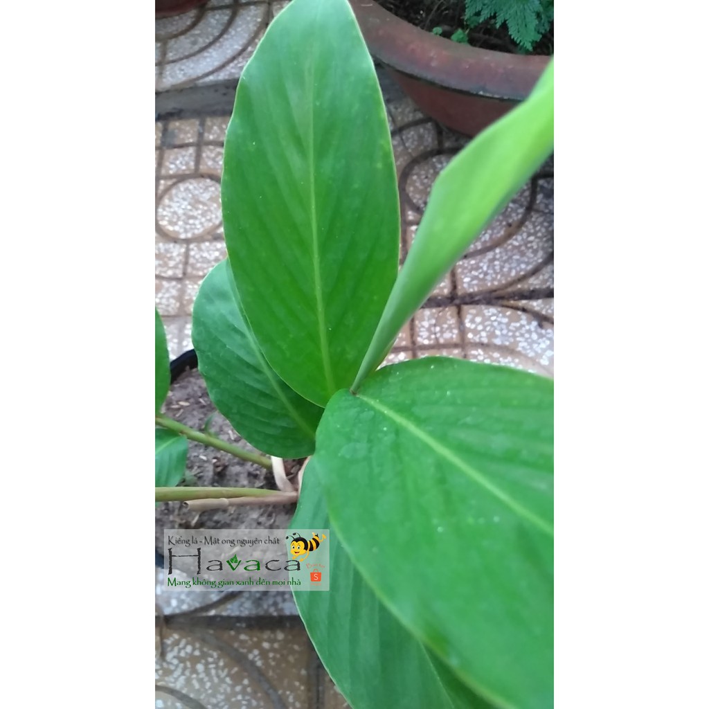 Cây hoa hạnh phúc