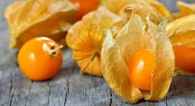 1 gói hạt giống thù lù nam mỹ _ anh đào đất hay cây tầm bóp