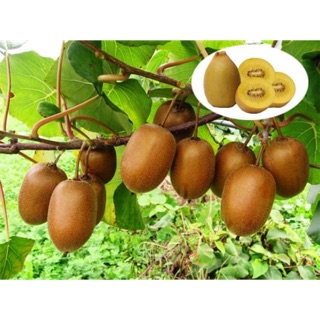 Cây giống kiwi vàng