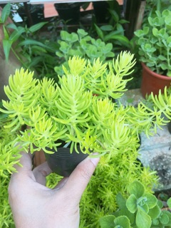 Cây mười giờ Úc