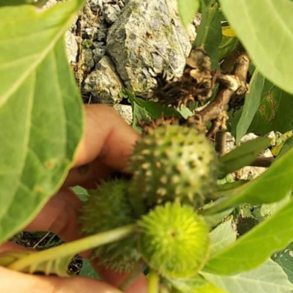 Quả cà gai tươi 1kg