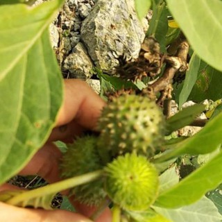 Quả cà gai tươi 1kg