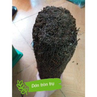 Dớn trồng lan tròn trụ