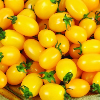 20h - HẠT GIỐNG CÀ CHUA CHERRY VÀNG