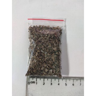 Hạt giống thìa là ( túi ríp)