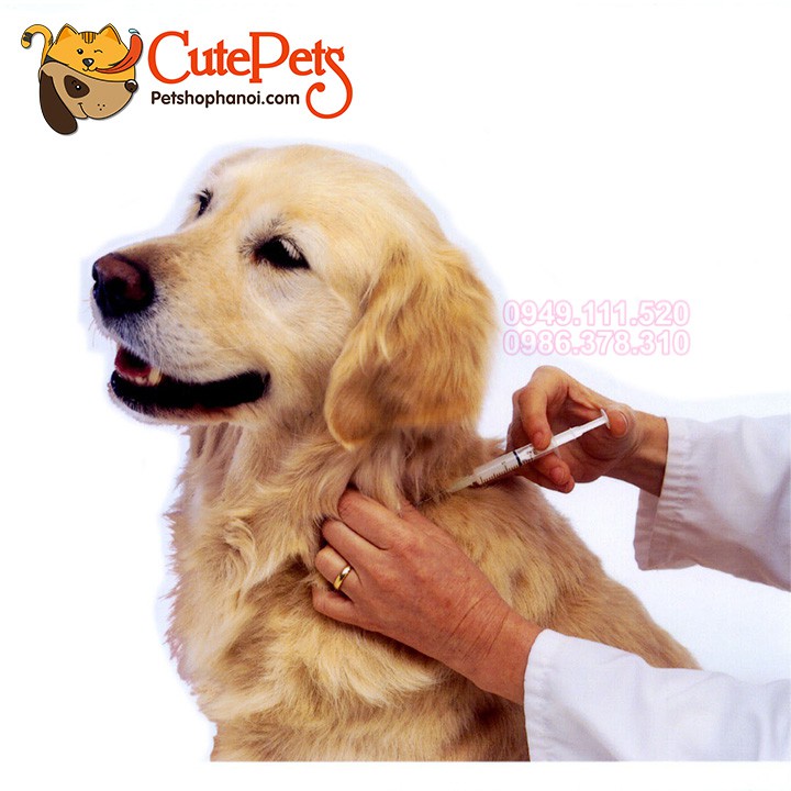 [Now, Grab] Chó 7 in 1, 5 in 1, Mèo 4 in 1 kèm sổ và kim - CutePets