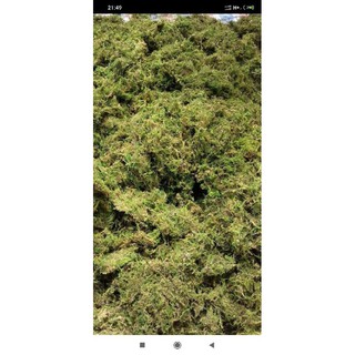 rêu rừng phơi khô 100g