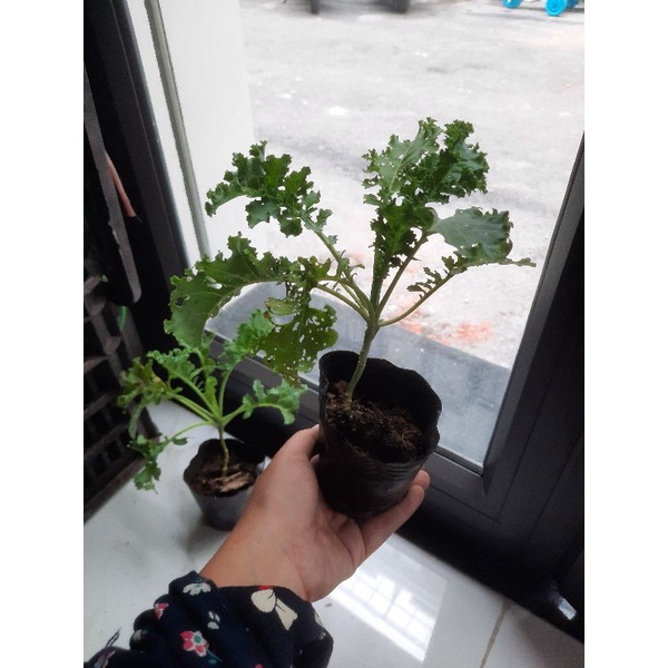 Cây giống Cải Kale xoăn xanh (hạt giống Thái)