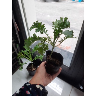 Cây giống Cải Kale xoăn xanh