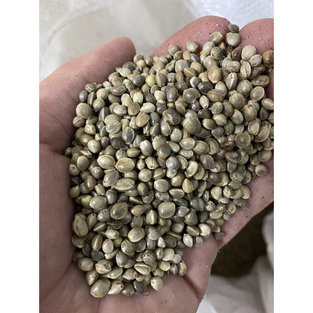 Hạt láng tròn size to cho chim vẹt - gói 500gr