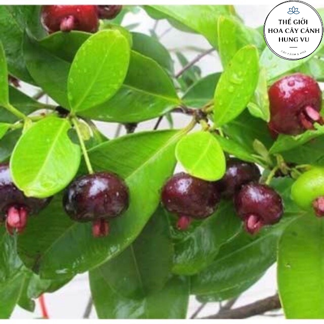 Cây cherry brazil chịu nhiệt size trung - THẾ GIỚI HOA CÂY CẢNH - cao 50-60 cm .
