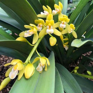 Bán lan kiếm phan trí giá lẻ bằng giá sỉ