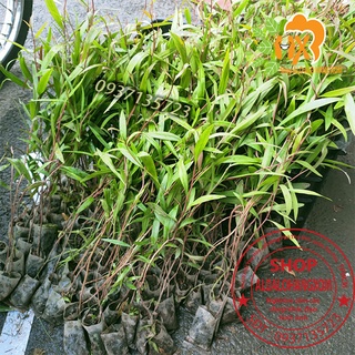 tràm úc  cây giống ( trồng dưới nước ) combo 50 cây
