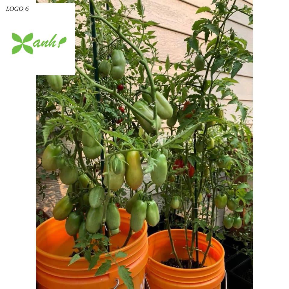 🌟Hạt Giống Cà Chua Roma Tomatos Quả Dài Vị Ngọt🌟 Giống Cao Sản Gói 30 Hạt
