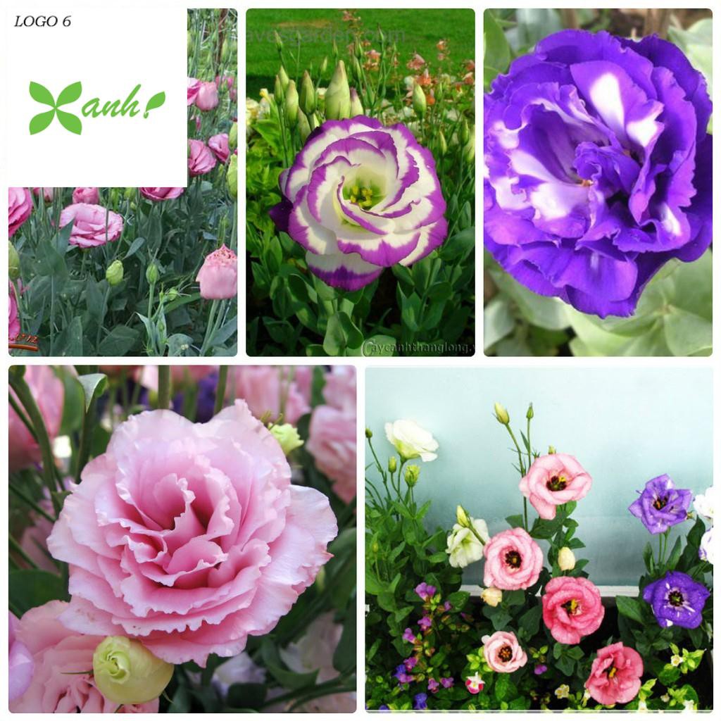 Hạt giống hoa Cát tường