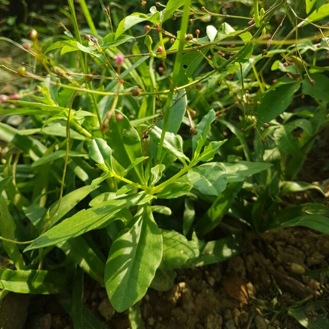 Rau sâm đất