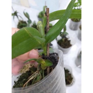 Hoa lan phi điệp mắt đỏ hoà bình+ 700g phân thỏ hữu cơ