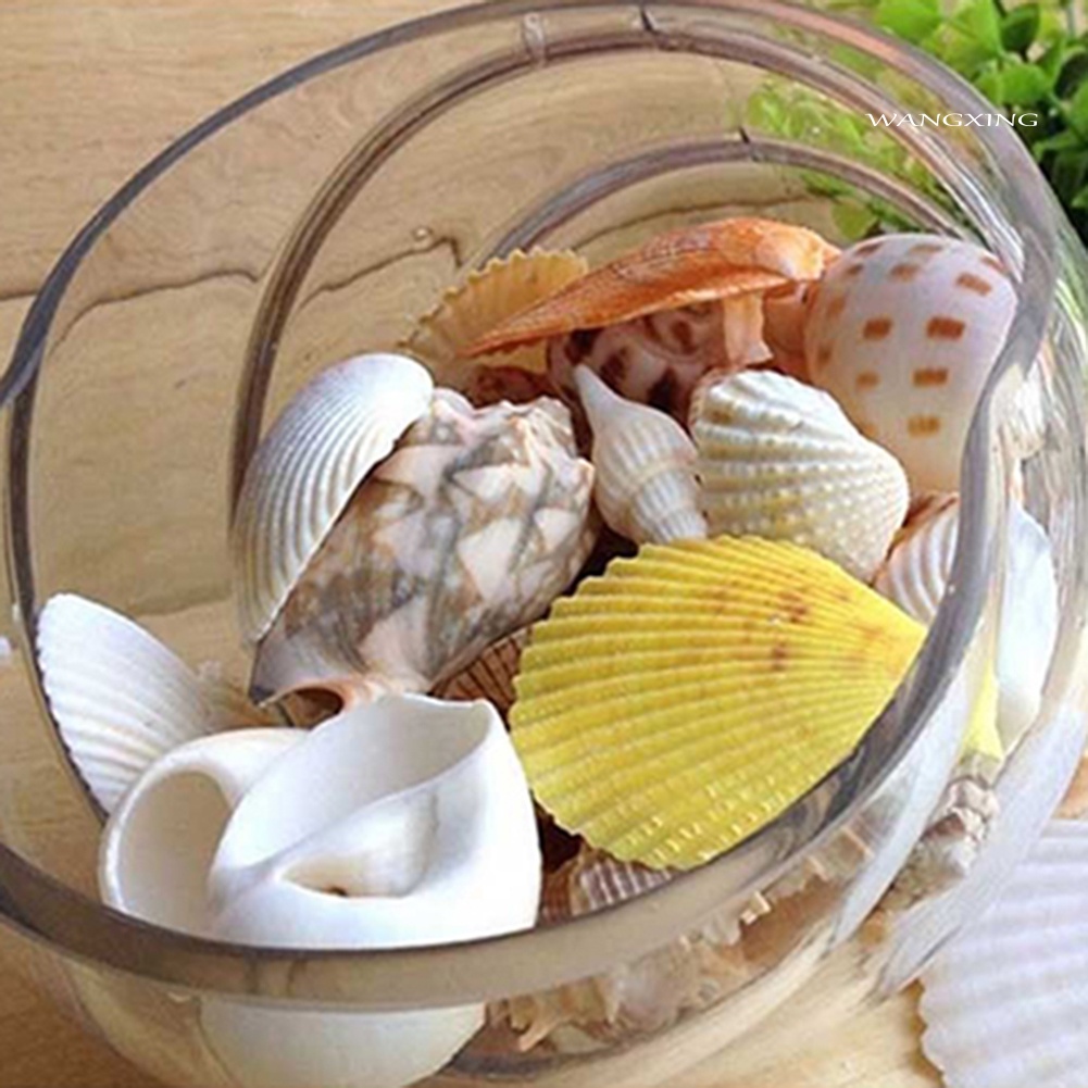 100g vỏ sò trang trí hồ cá độc đáo