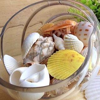 100g vỏ sò trang trí hồ cá độc đáo
