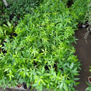 Cây Kim Ngân Thắt Bính