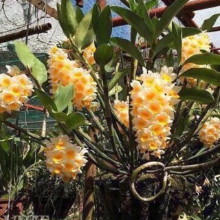 Lan rừng kiều  vàng