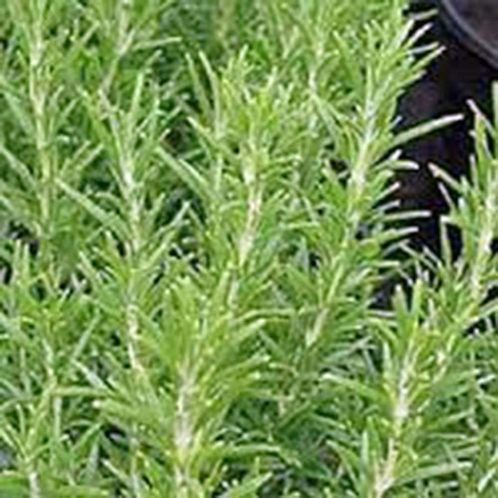 HẠT GIỐNG HƯƠNG THẢO Rosemary, Herb Seed, Heirloom, 50+ Seeds, khỏe mạnh và ngon miệng Tỷ lệ nảy mầm của Rosemary