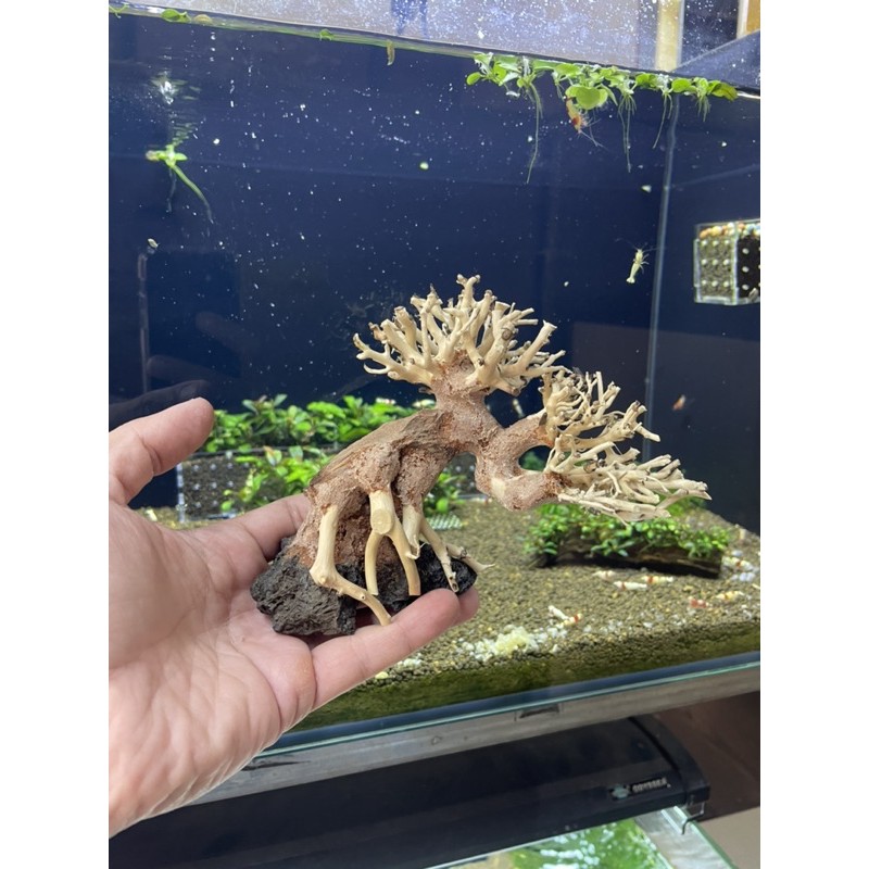 Lũa bonsai tiêu chuẩn mini 10x15cm