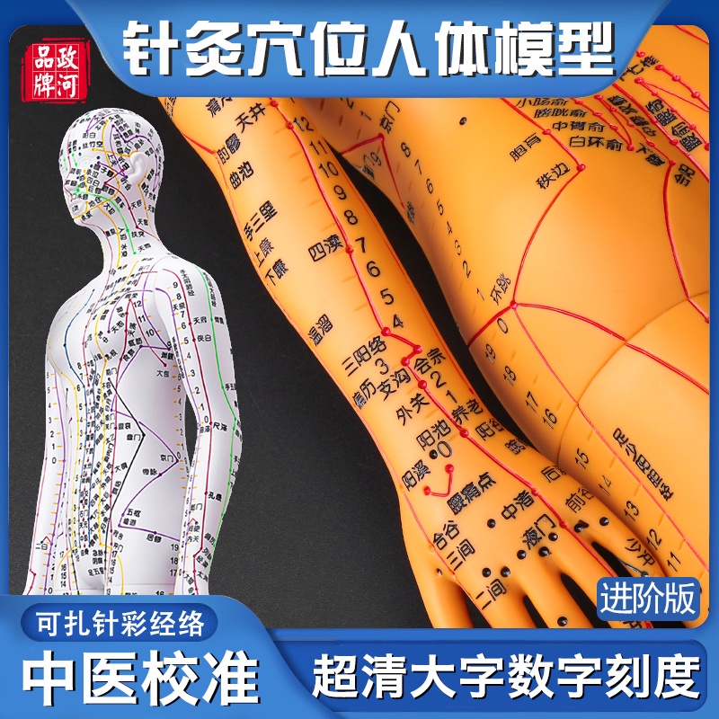 ✅Zhenghe Mô Hình Châm Cứu Cơ Thể Người Mẫu Mười Hai Người Mẫu Mã Trung Quốc Châm Cứu Da Nhỏ