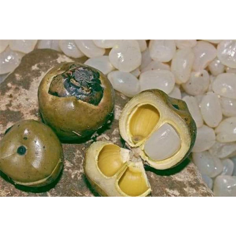 1kg hạt đác size trung - HỎA TỐC