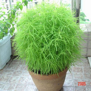 Hạt Giống Cỏ Đổi Màu - 50 Hạt / Gói