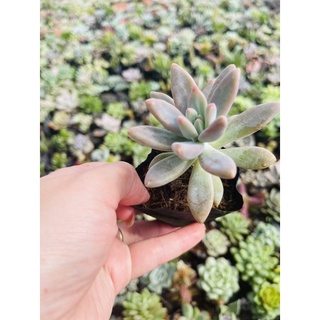 Sen đá pha lê size bầu 3-5 cm xuất vườn đà Lạt
