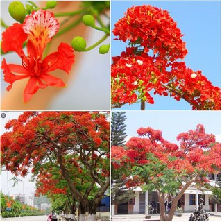 Hạt giống hoa phượng vỹ đỏ - 5 hạt
