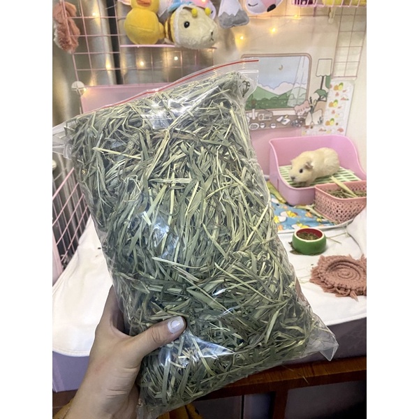 Cỏ Timothy các loại cho Guinea Pig (bọ ú, chuột lang)