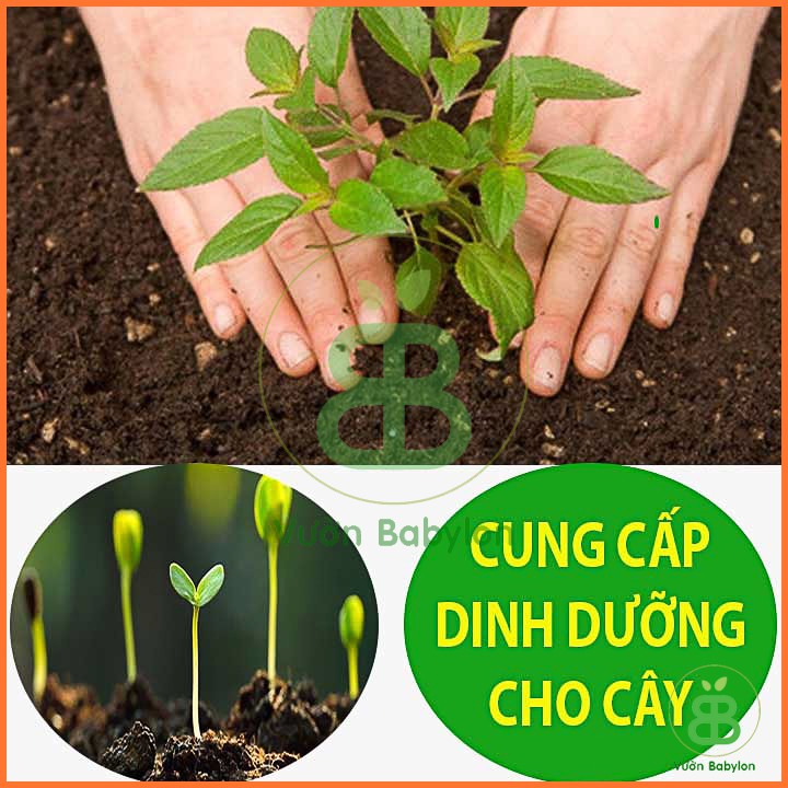 Phân Bón DAP 1KG Giúp Cây Ra Rễ, Đâm Chồi Mạnh