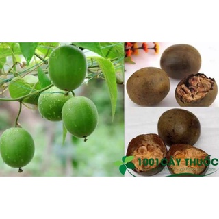 la hán quả khô (10 quả)