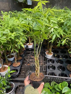 KIM NGÂN THÂN XOẮN MINI