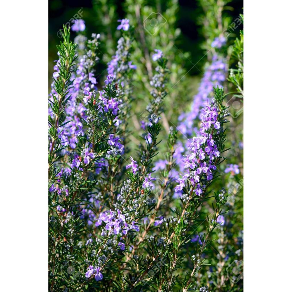 HẠT GIỐNG HƯƠNG THẢO - HẠT CÓ MÙI THƠM ĐẶC TRƯNG PHÂN BIỆT VỚI HÀNG GIẢ GÓI 20 HẠT