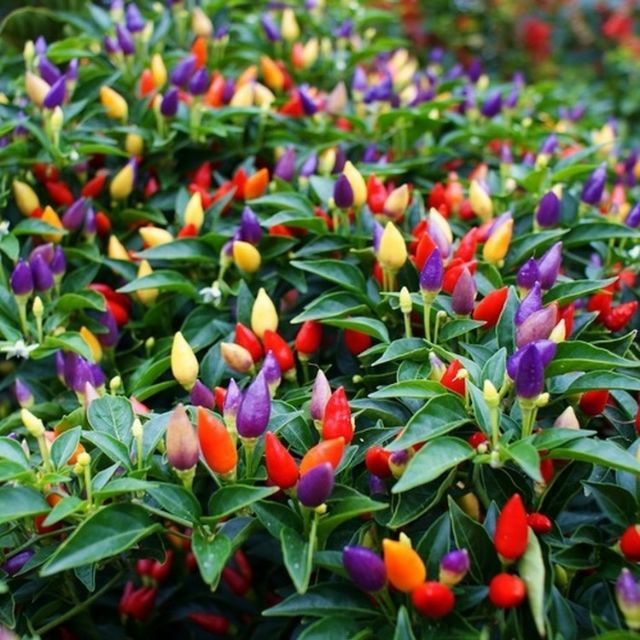 Hạt giống Ớt ngũ sắc   giá sỉ