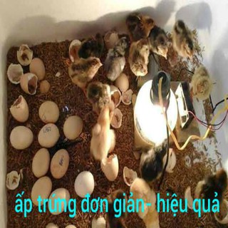 Máy ấp trứng X90 đảo tay tự ráp