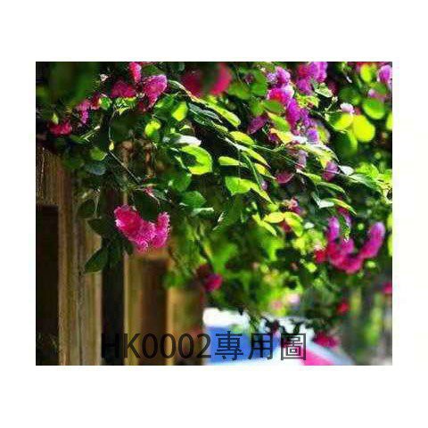 Hạt giống hoa hồng leo pháp nhập khẩu 20h