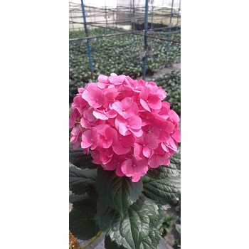 CHẬU CÂY HOA CẨM TÚ CẦU_ CÂY ĐÃ TRƯỞNG THÀNH, MỖI CHẬU TỪ 2 THÂN CÂY_3 THÂN CÂY KHỎE MẠNH