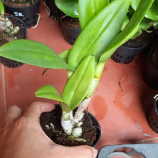 Dendro hoa hồng cây giống